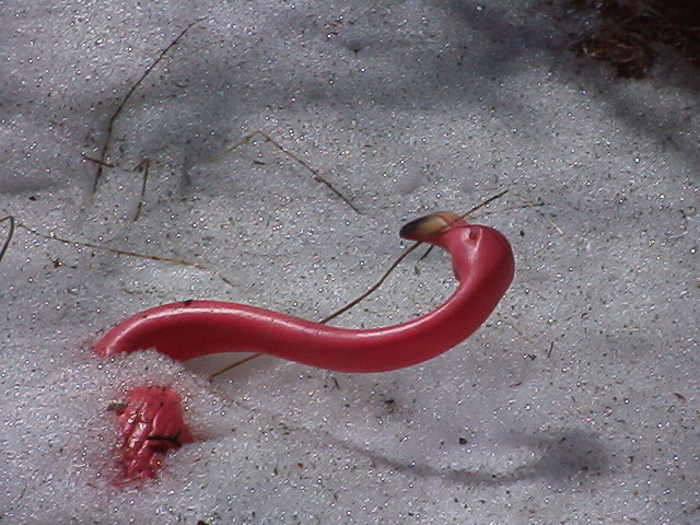 [flamingo in snow]